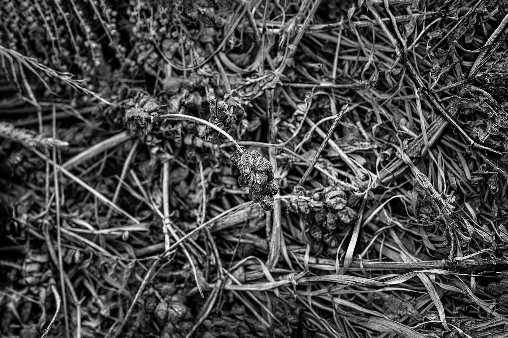 Rocky Mountain National Park, Decay, Colorado