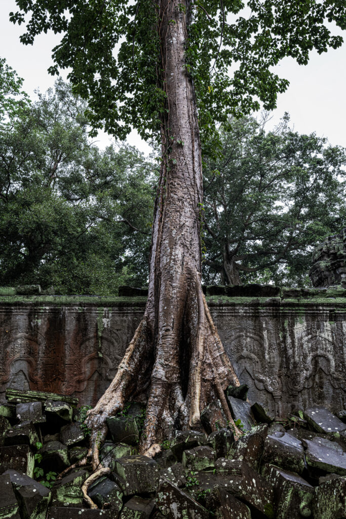 Wat Ta Prohm, Angkor Wat Complex, Siem Reap